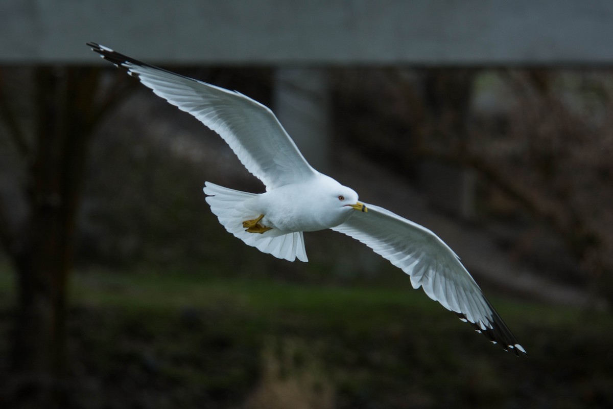 Ring-billed Gull - Joshua Little