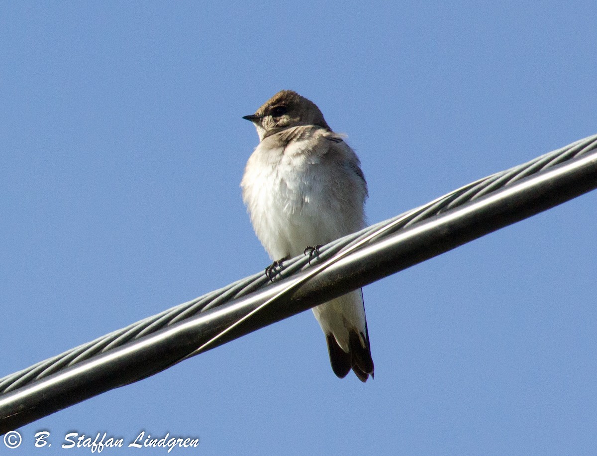 Northern Rough-winged Swallow - ML148669681