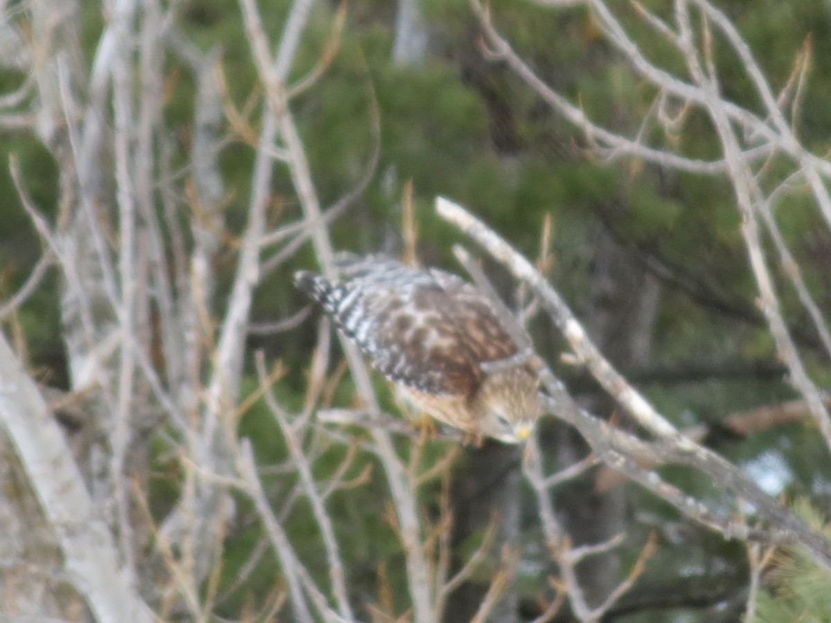 Red-shouldered Hawk - ML148670751