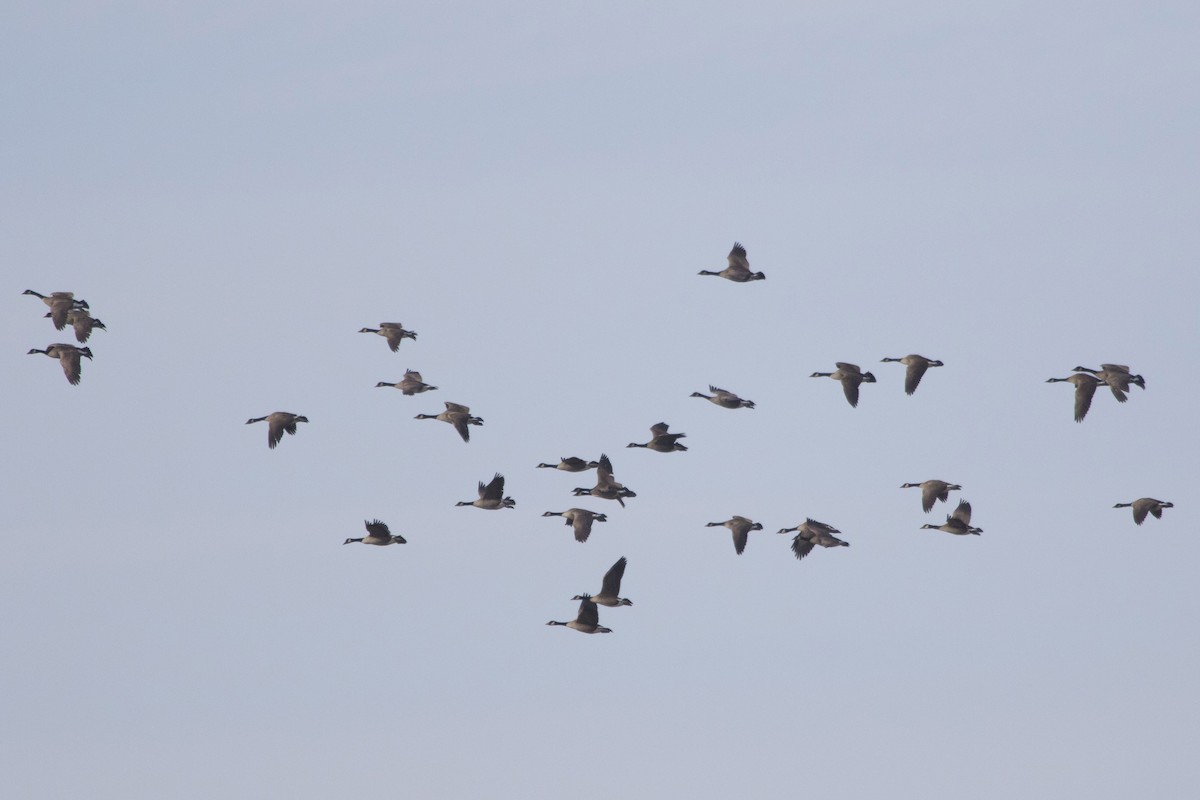 Canada Goose - Michael Bowen