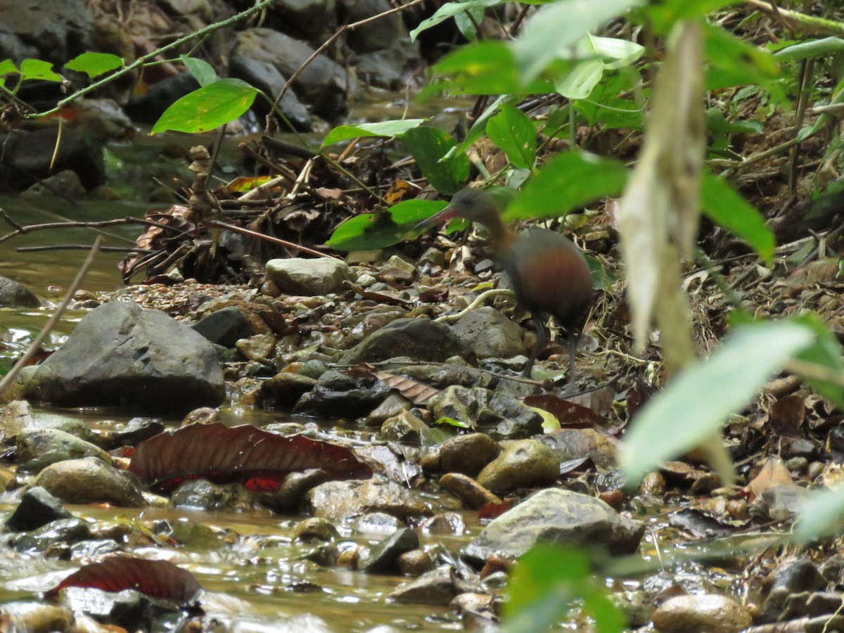 Snoring Rail - ML148672371