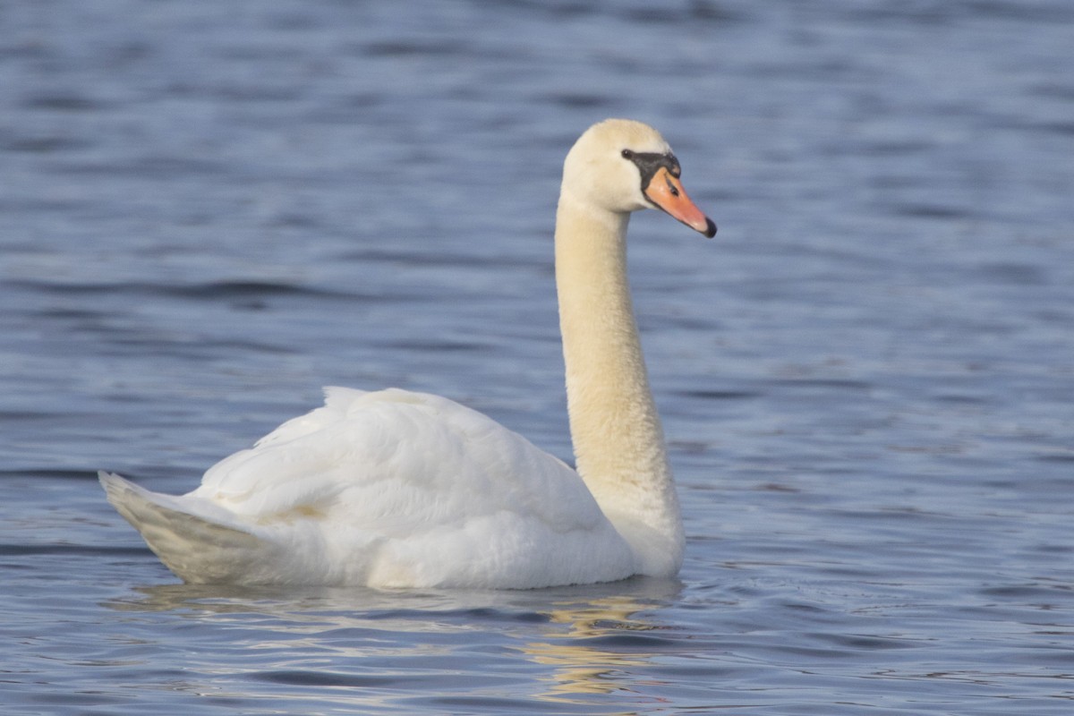 Mute Swan - Michael Bowen