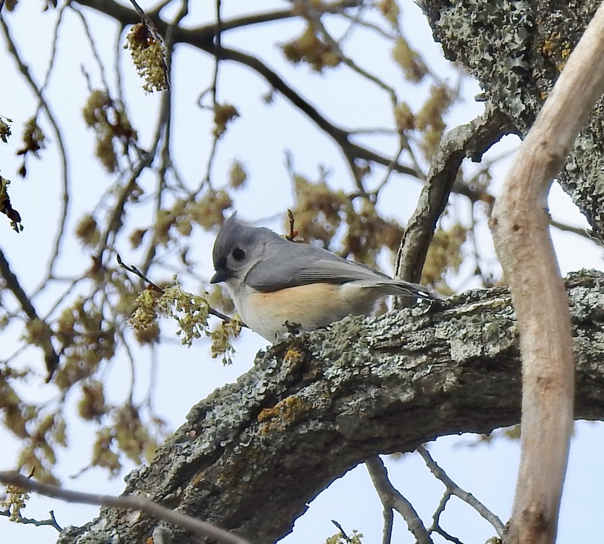 Mésange bicolore - ML148674231