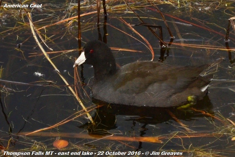 American Coot - ML148674401