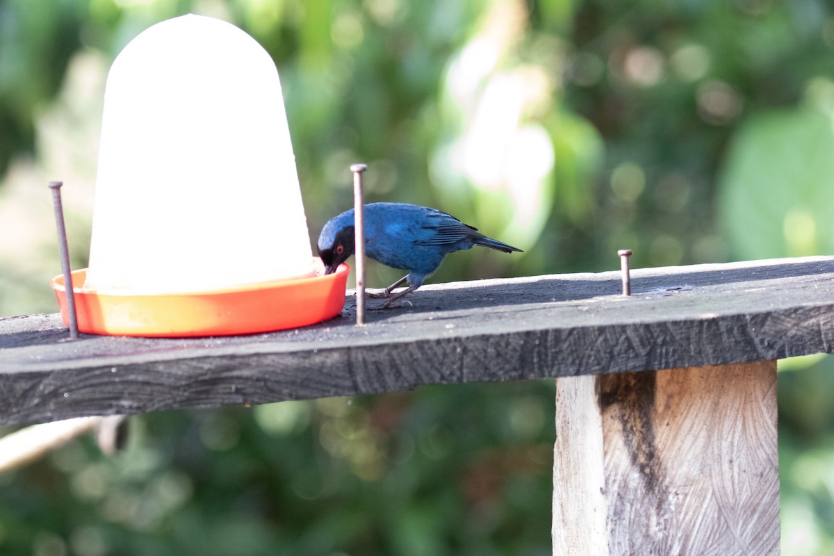 Masked Flowerpiercer - ML148675361