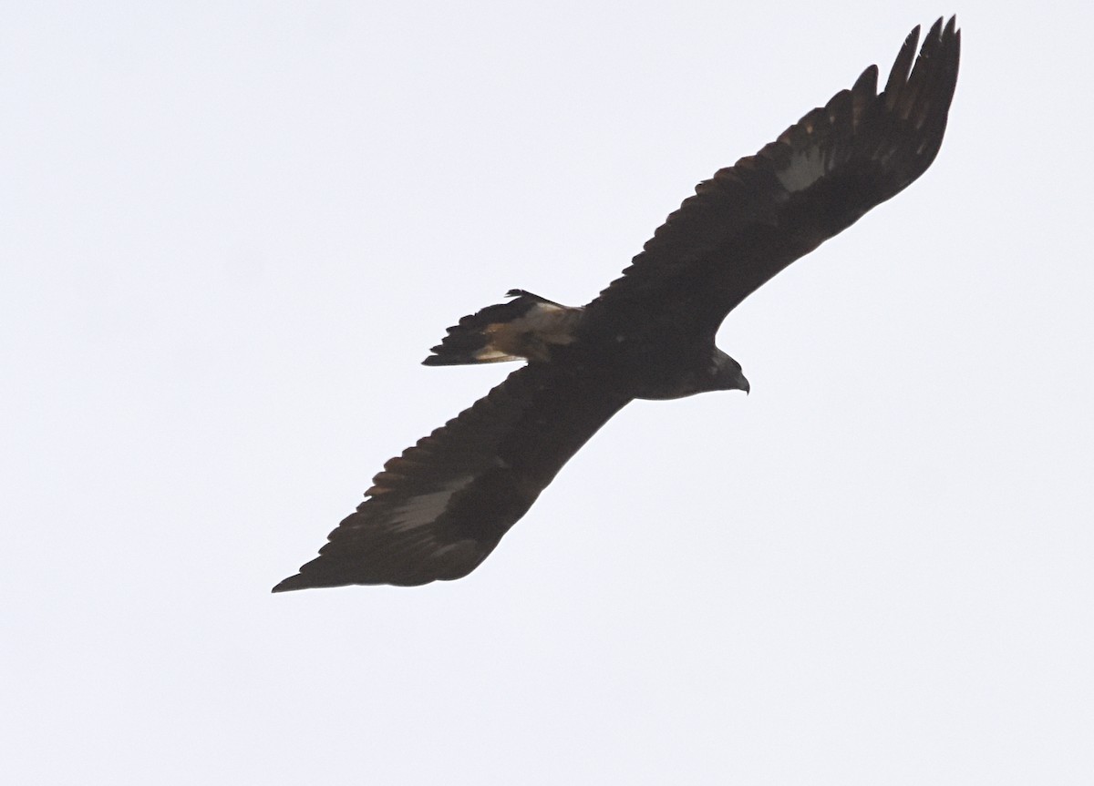 Golden Eagle - ML148676511