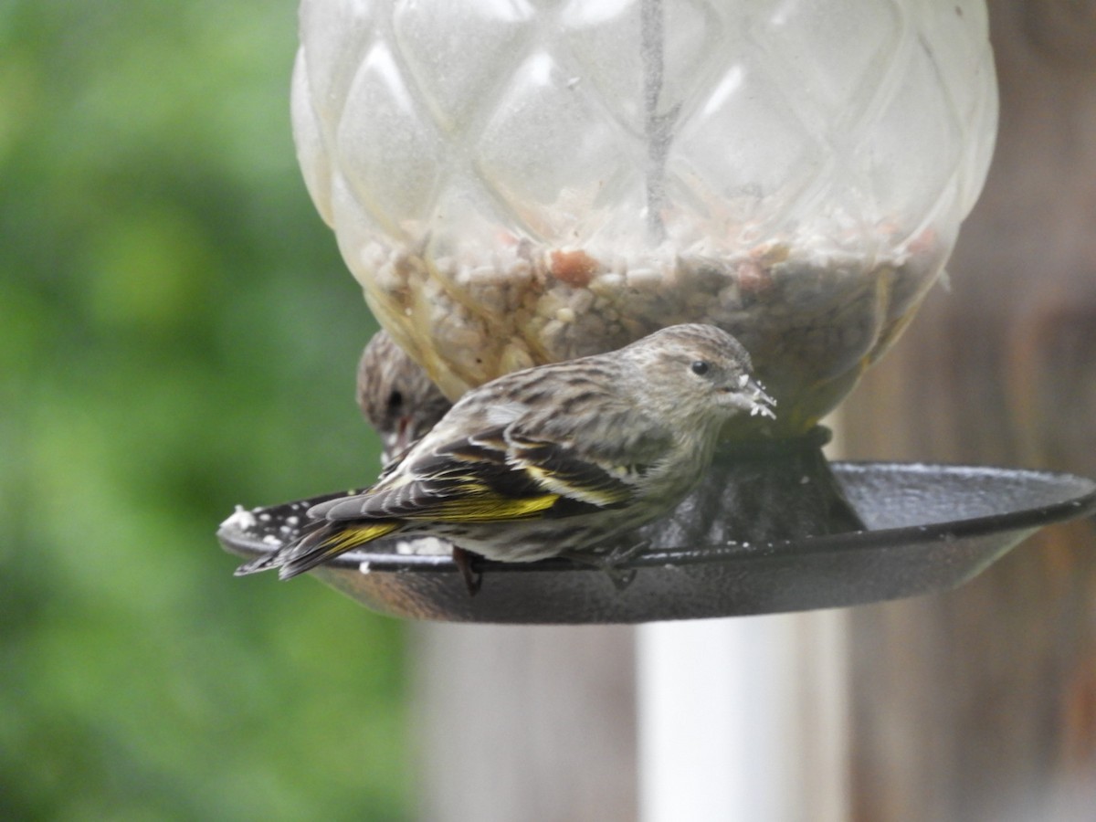 Pine Siskin - ML148676611