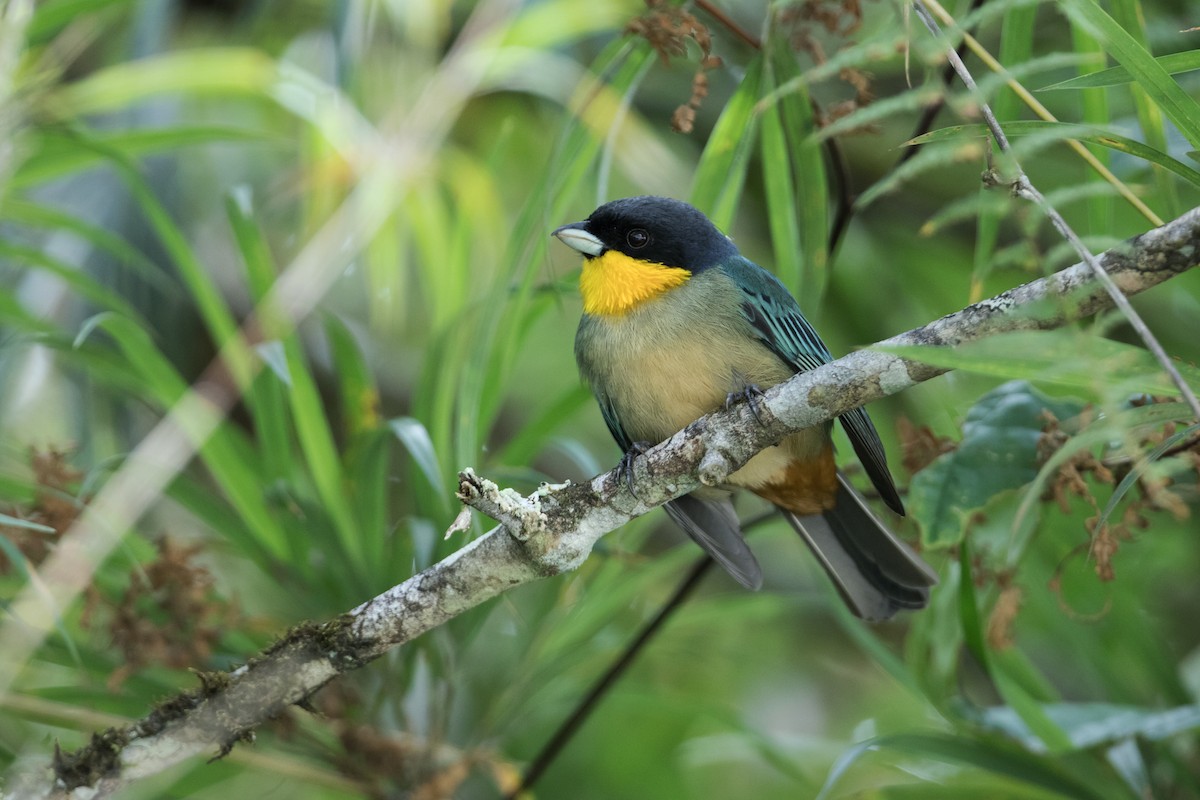 Yellow-throated Tanager - Nick Athanas