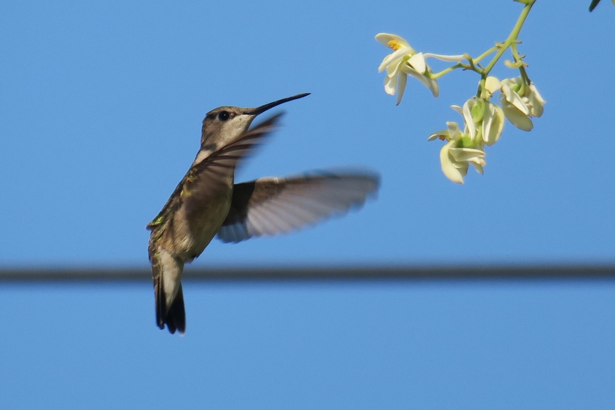 Broad-billed Hummingbird - ML148679911