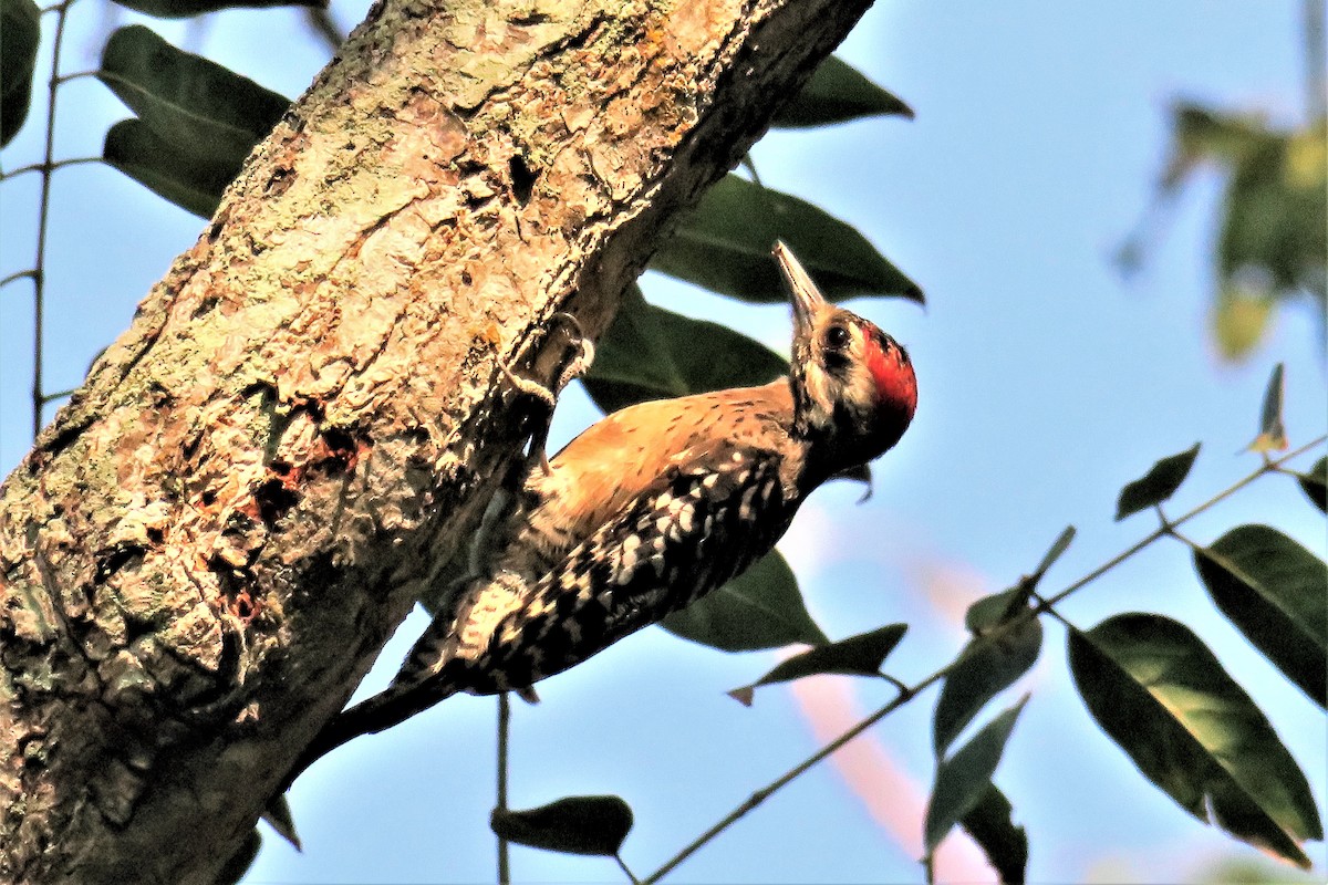 Ladder-backed Woodpecker - ML148680351