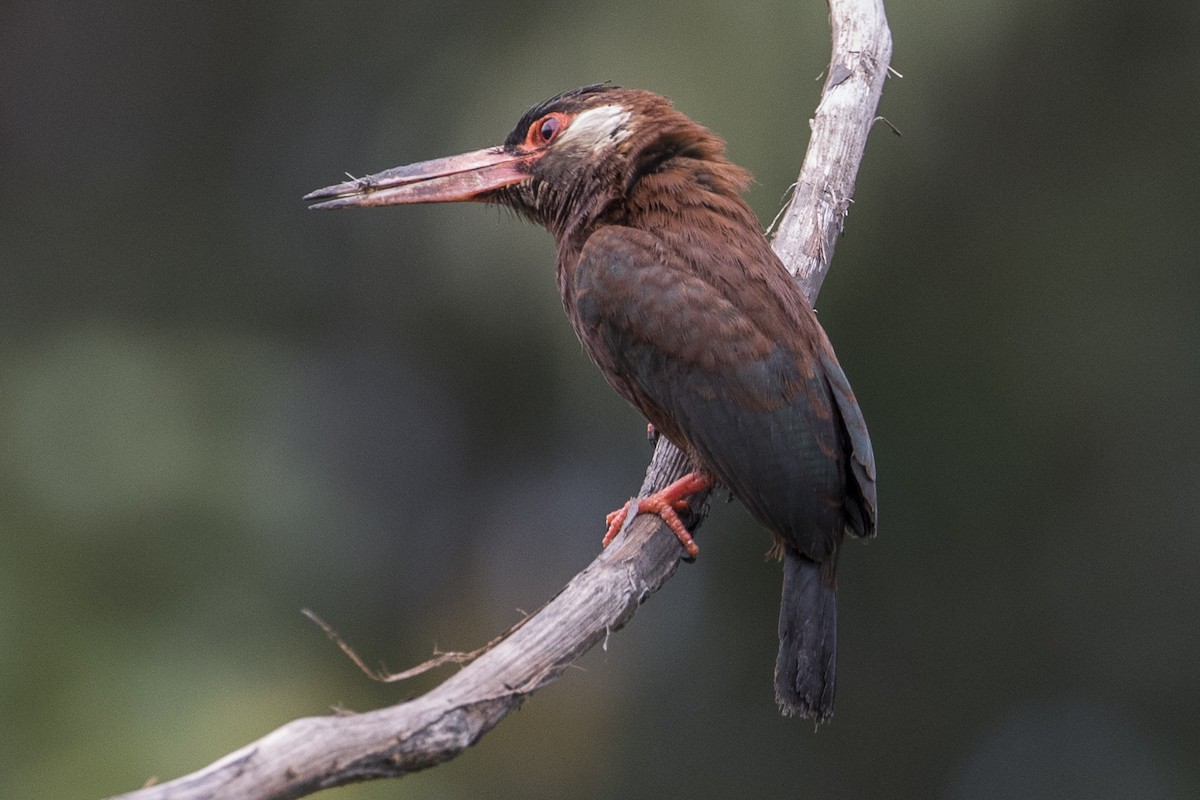 White-eared Jacamar - Robert Lockett