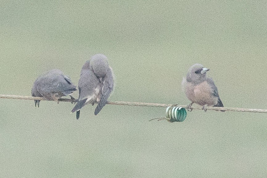 Ashy Woodswallow - Eric VanderWerf