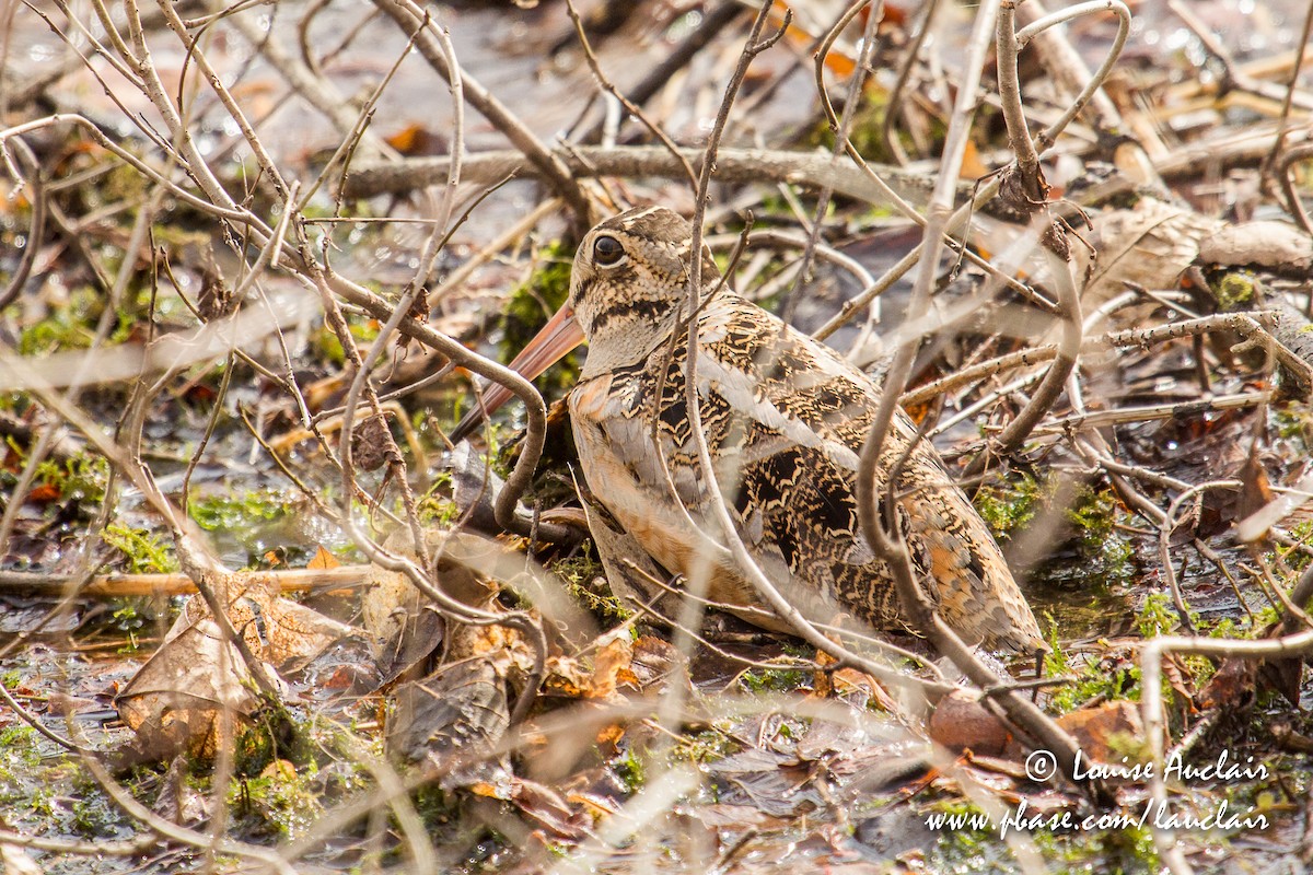 American Woodcock - ML148682301