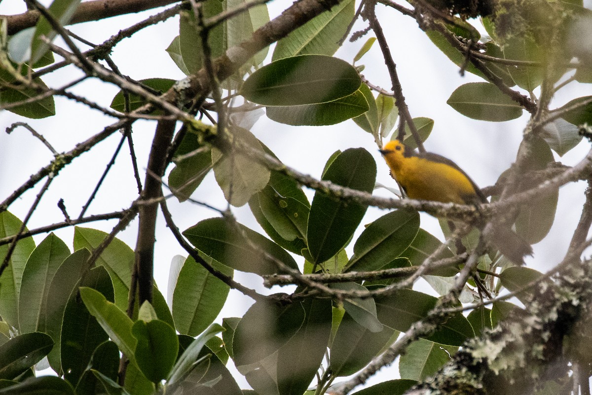 Golden-fronted Redstart - ML148682811