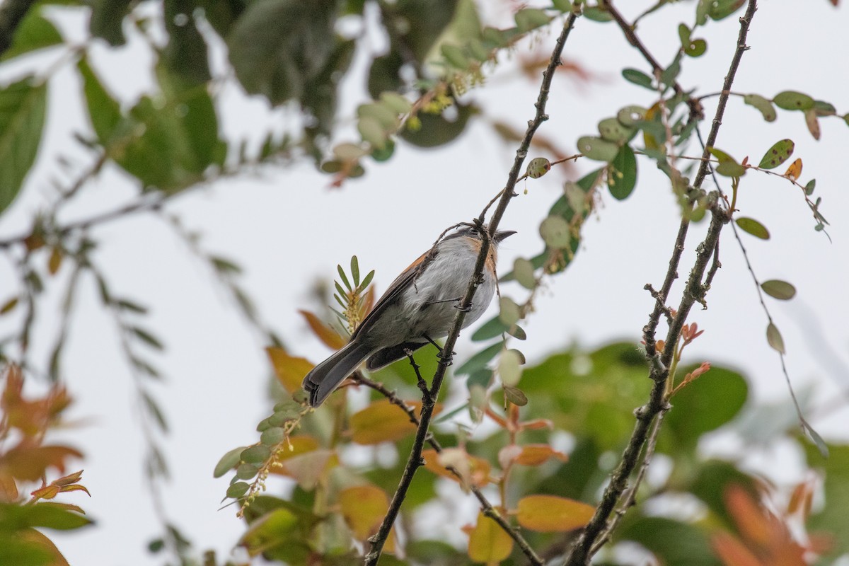 Rufous-breasted Chat-Tyrant - ML148683301