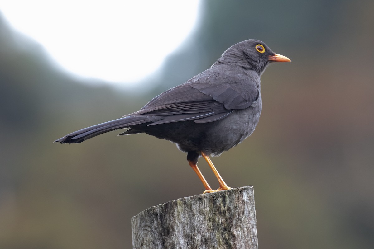 Great Thrush - Michael Krall