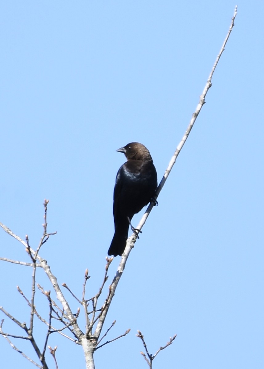 Brown-headed Cowbird - Joe Wujcik