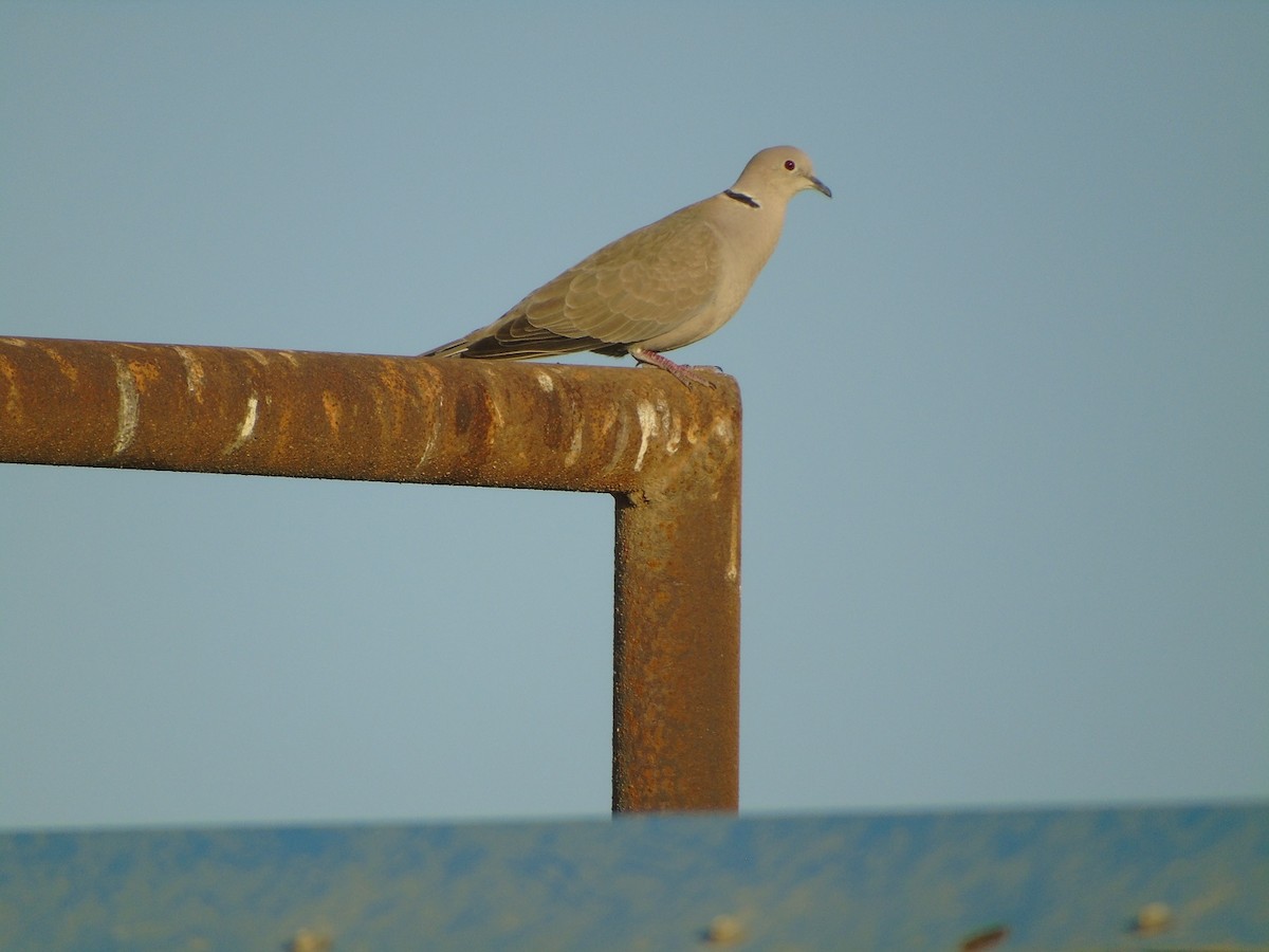 Eurasian Collared-Dove - Carlos Pereira