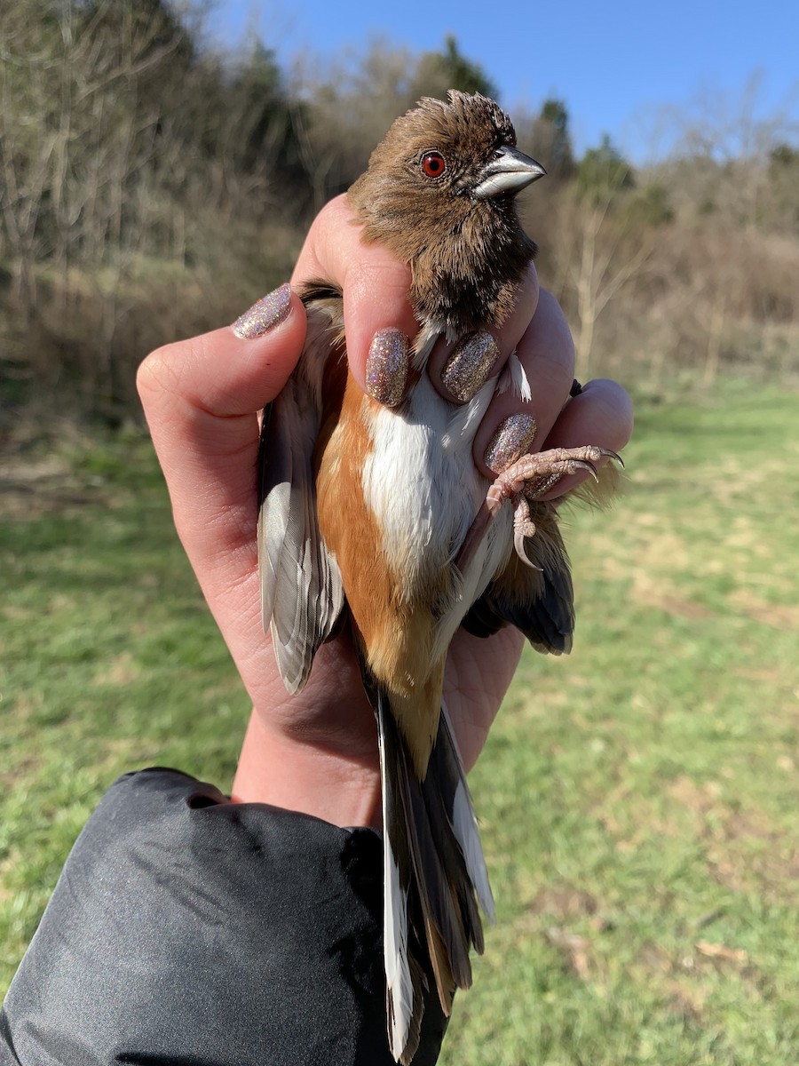 Eastern Towhee - ML148688931