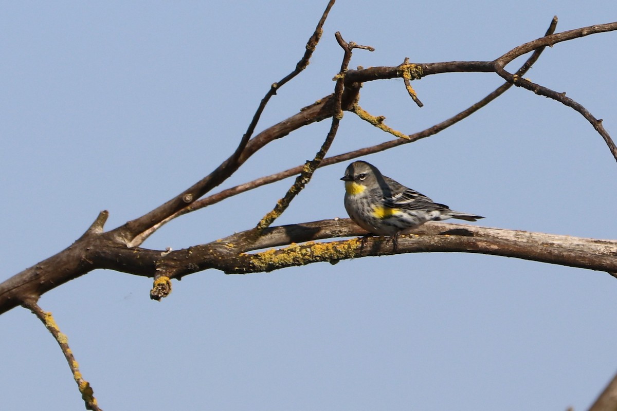 Yellow-rumped Warbler - ML148689221