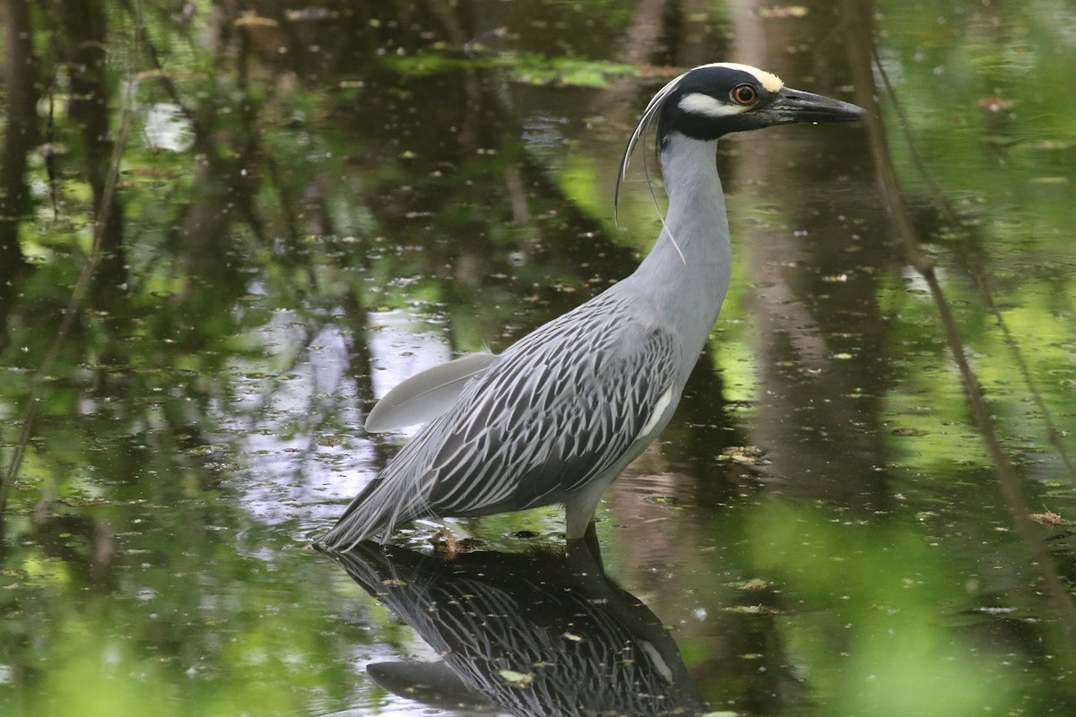 Yellow-crowned Night Heron - ML148692261