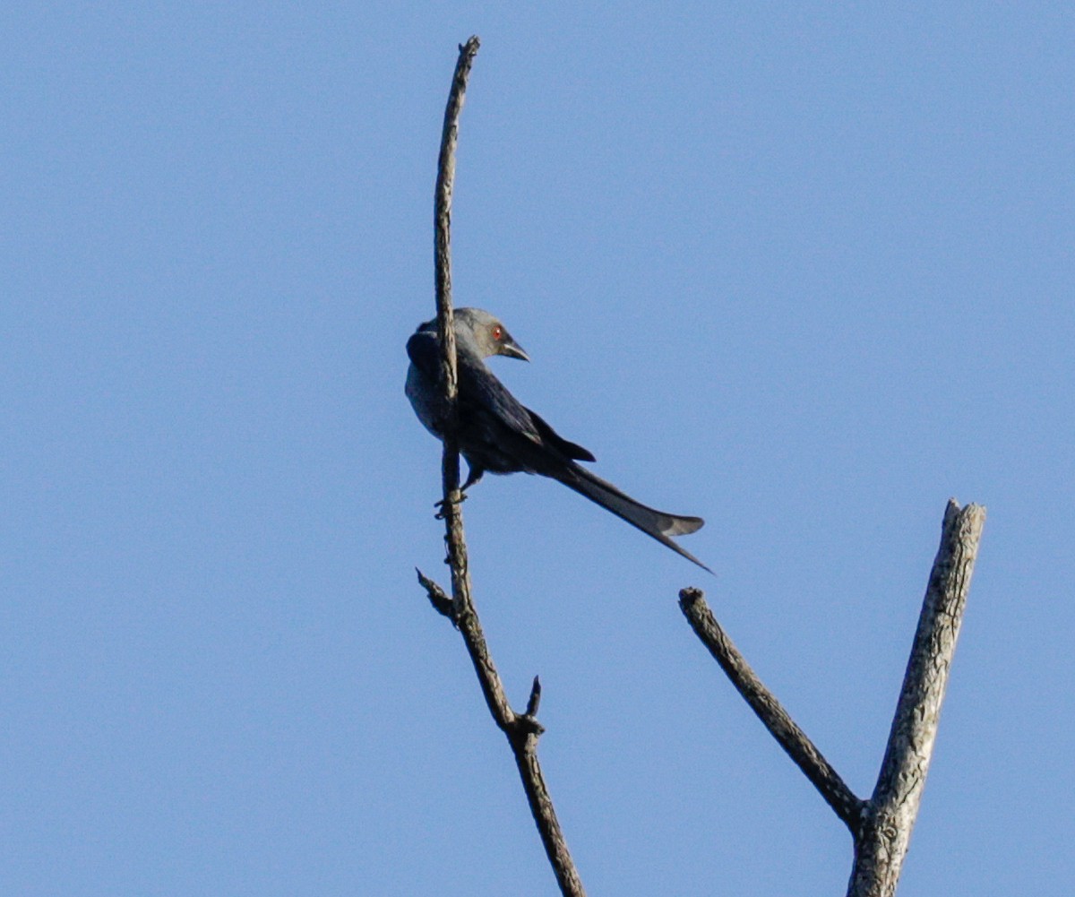 Ashy Drongo - ML148695181