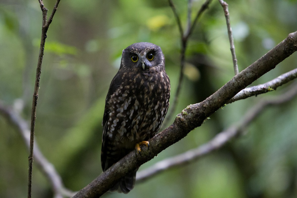 Morepork - ML148696451