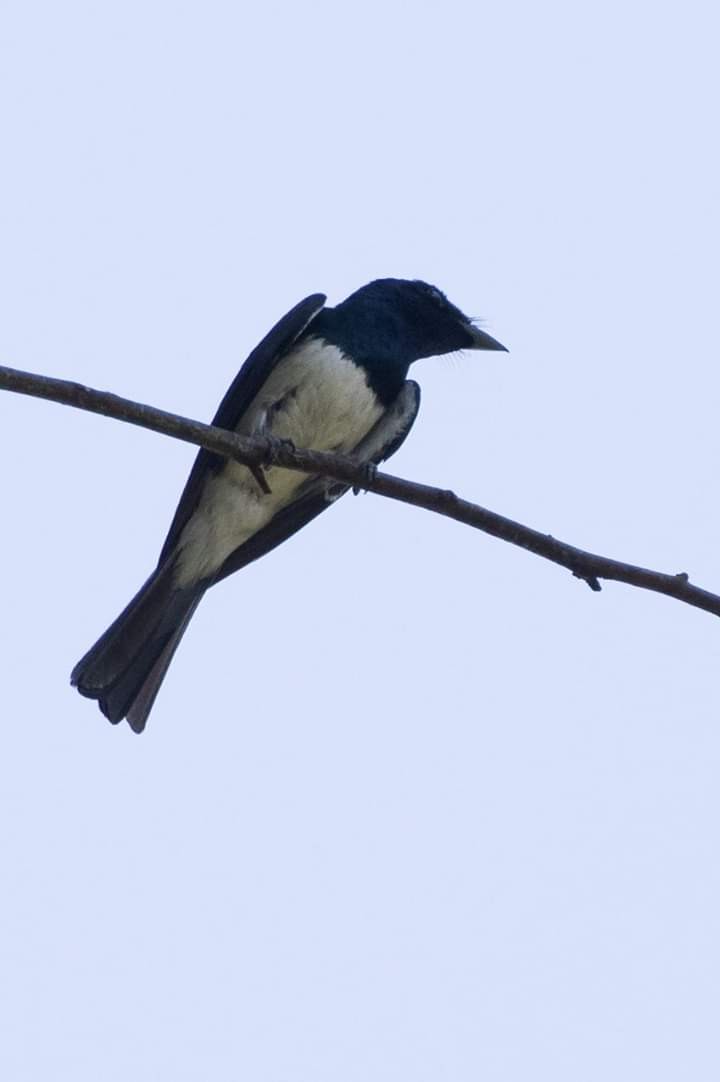 Satin Flycatcher - ML148698761