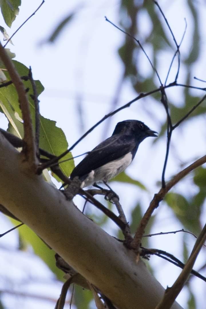 Satin Flycatcher - ML148698861