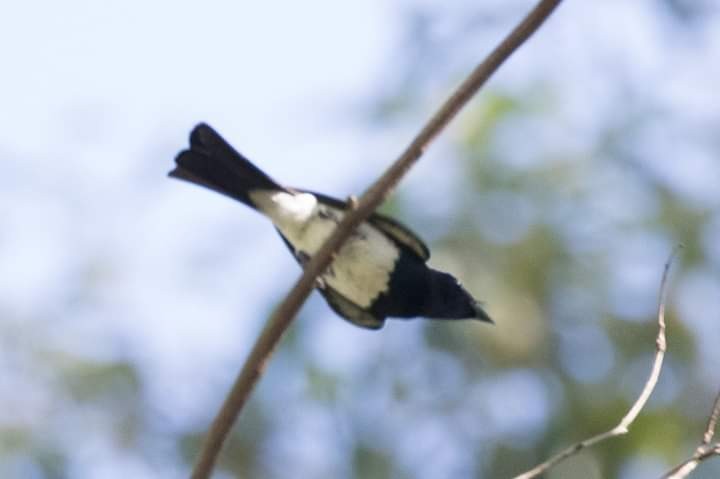 Satin Flycatcher - ML148698951