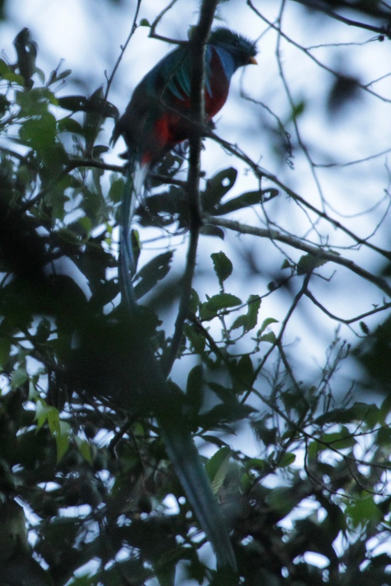 Resplendent Quetzal - ML148699131