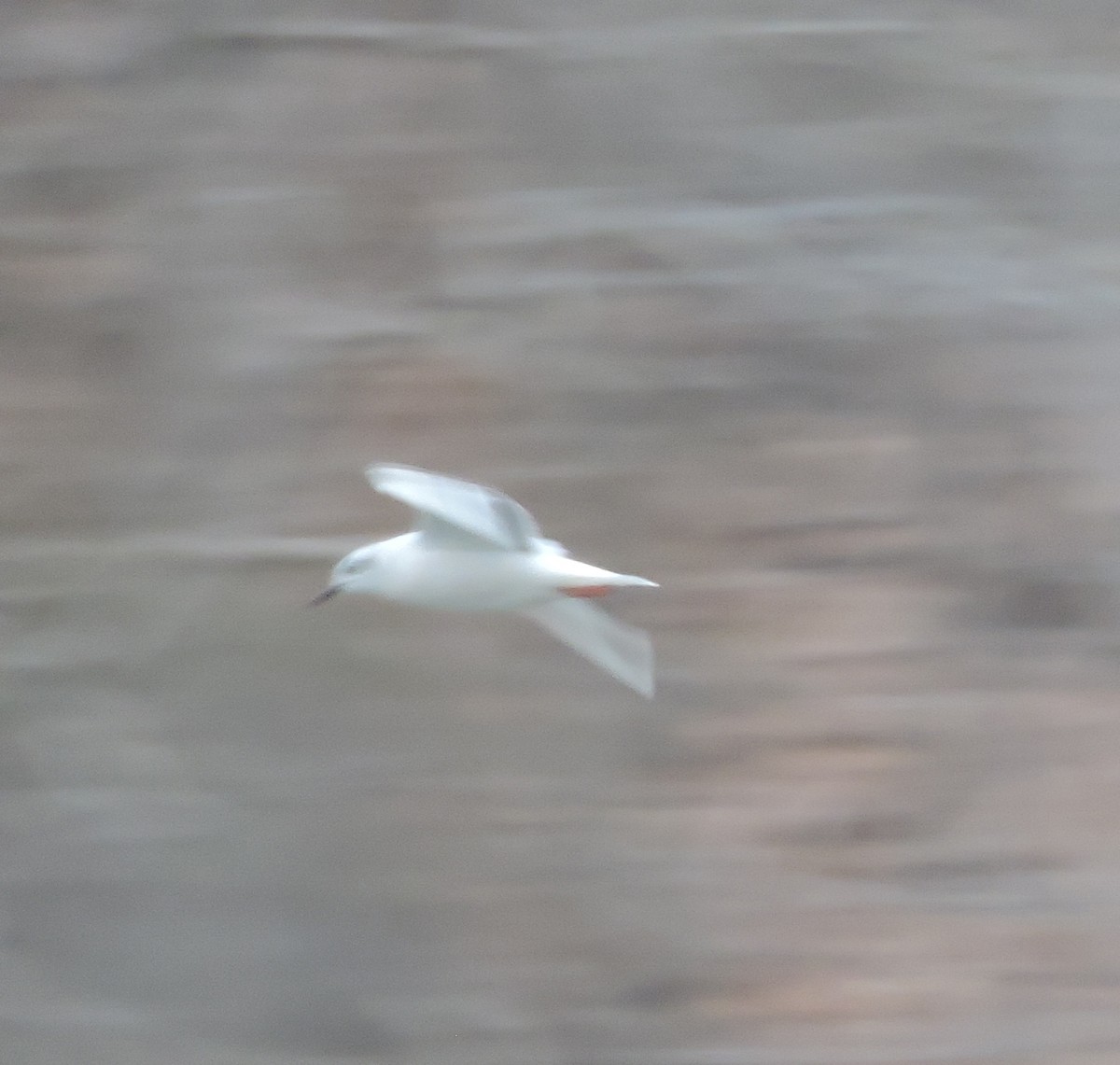 Bonaparte's Gull - ML148699191