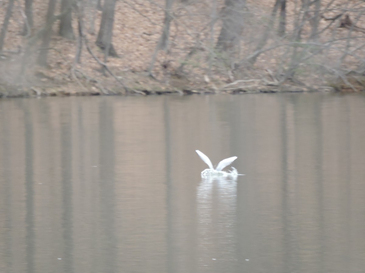 Bonaparte's Gull - ML148699201