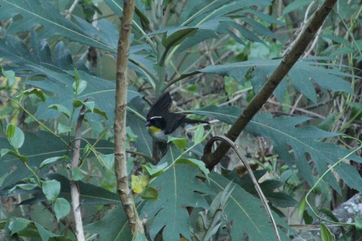 White-naped Brushfinch - ML148699381