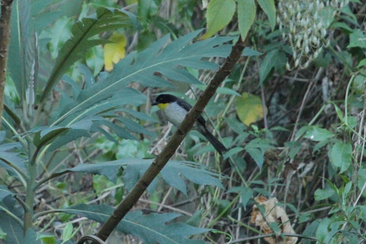 White-naped Brushfinch - Maria Smith