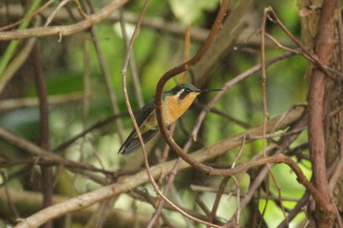 Purple-throated/White-throated Mountain-gem - Maria Smith