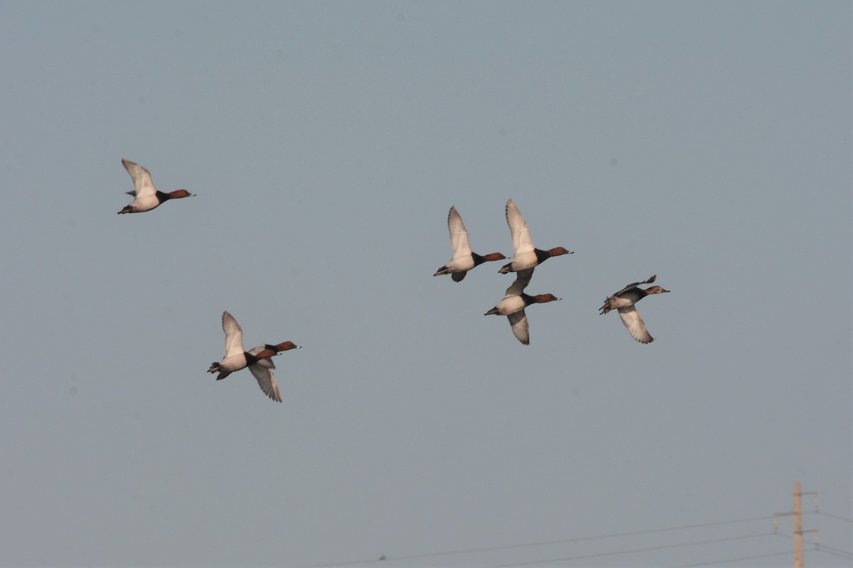 Common Pochard - ML148699771