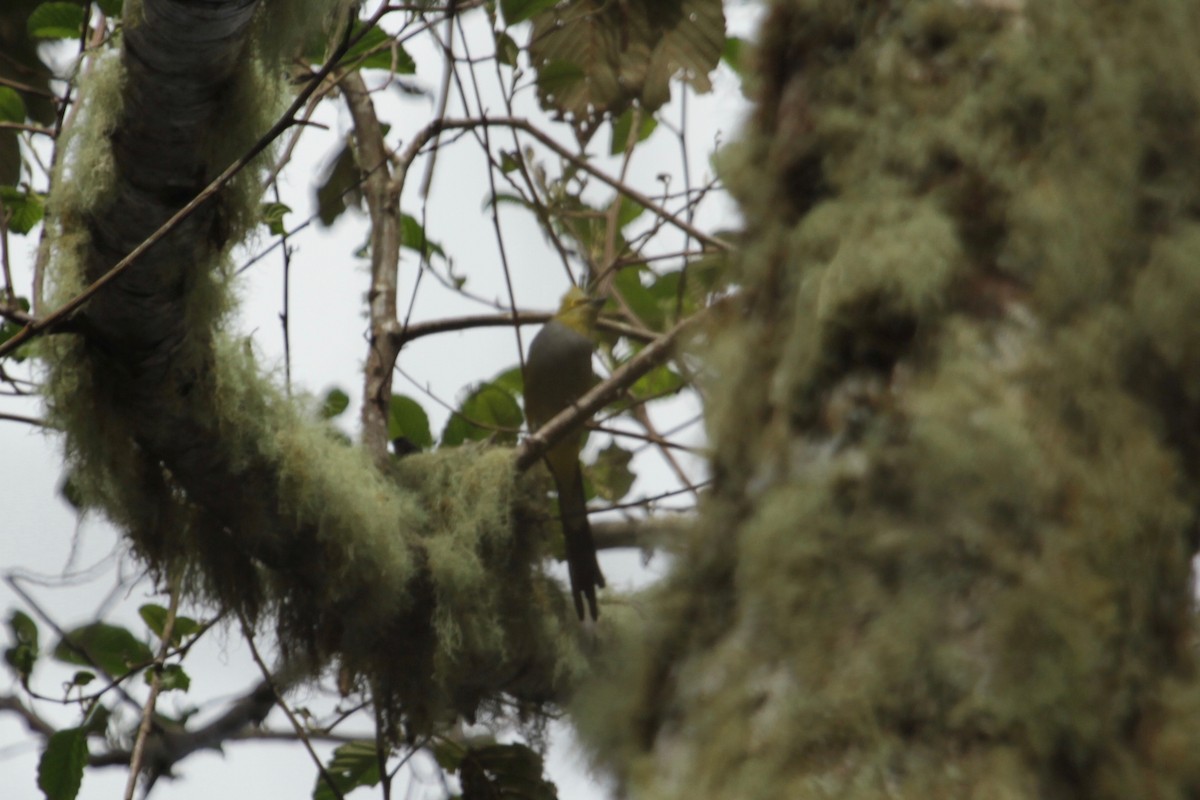 Long-tailed Silky-flycatcher - Maria Smith