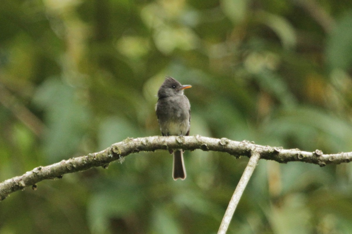 Dark Pewee - ML148699941