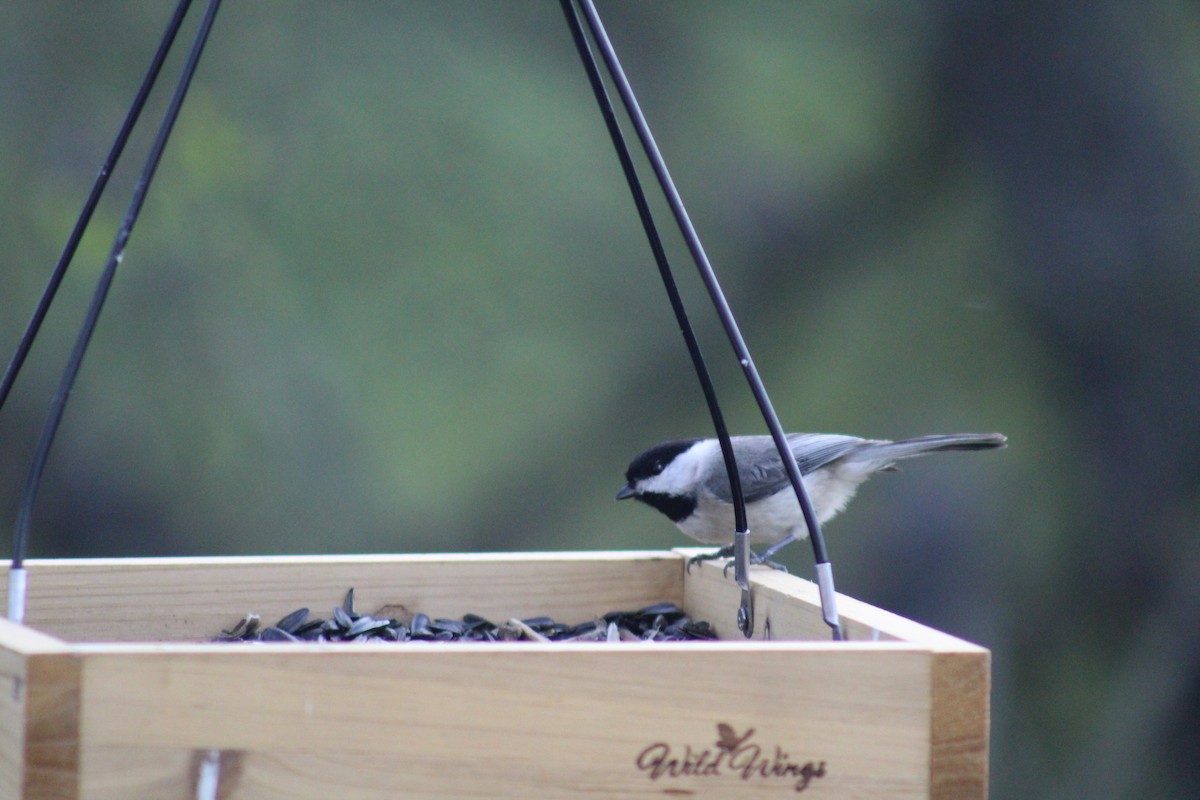 Carolina Chickadee - ML148702391