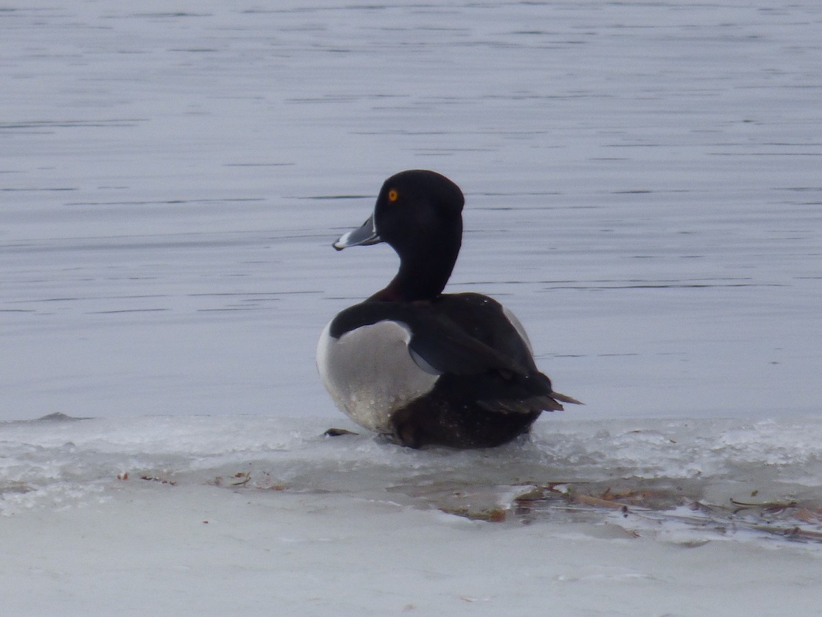 Ring-necked Duck - ML148702421