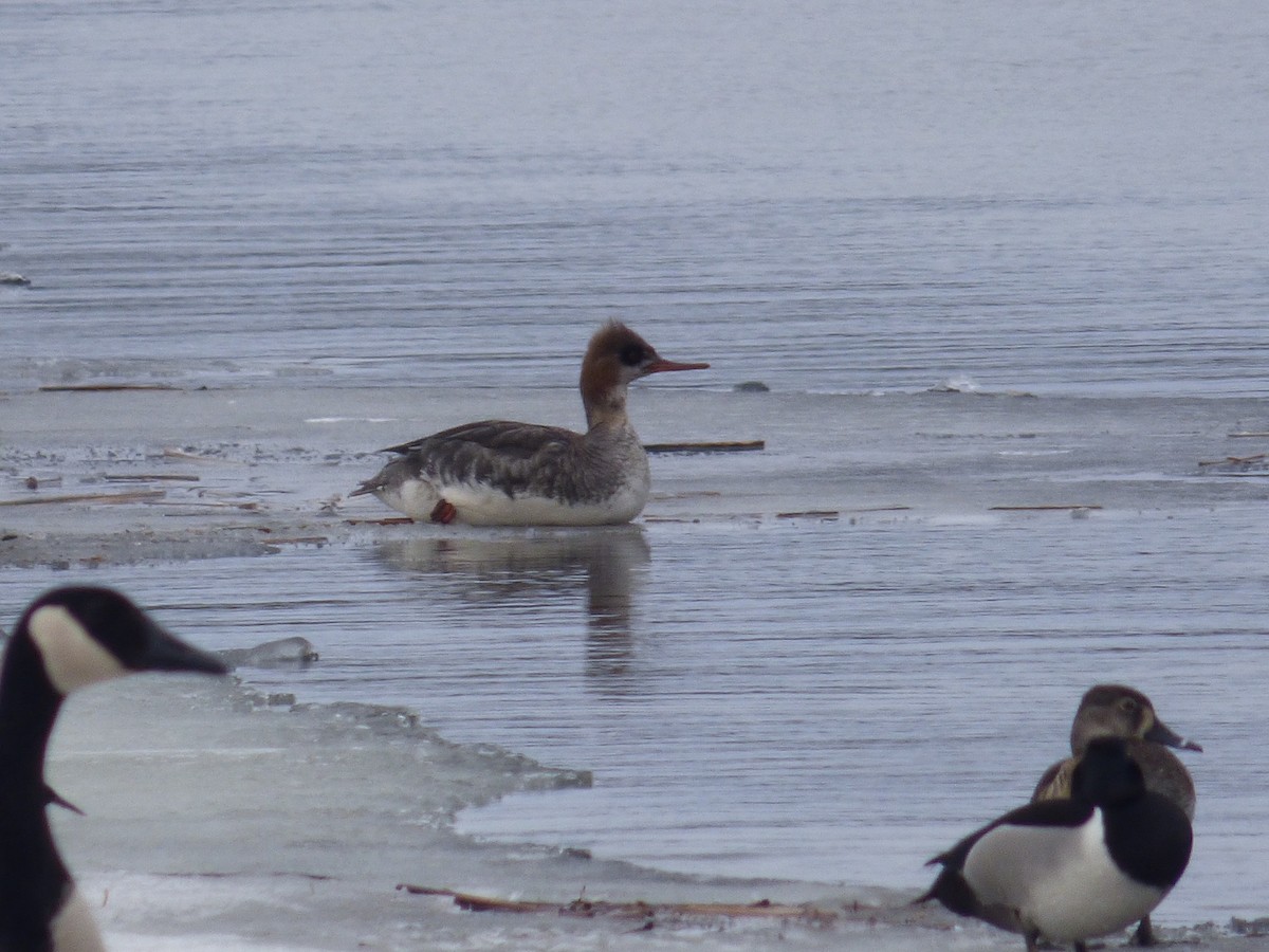 Red-breasted Merganser - ML148702481