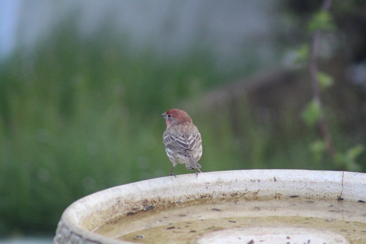 House Finch - ML148702771