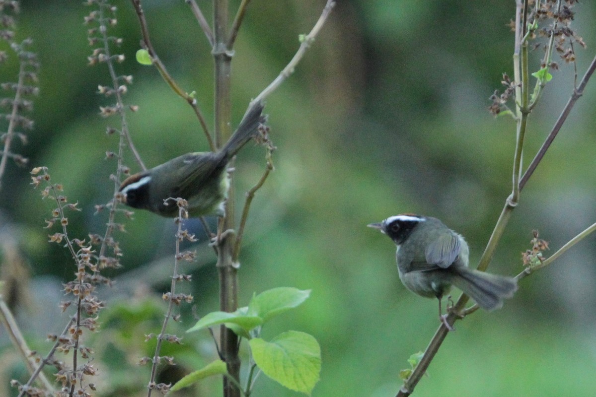 Black-cheeked Warbler - ML148702971