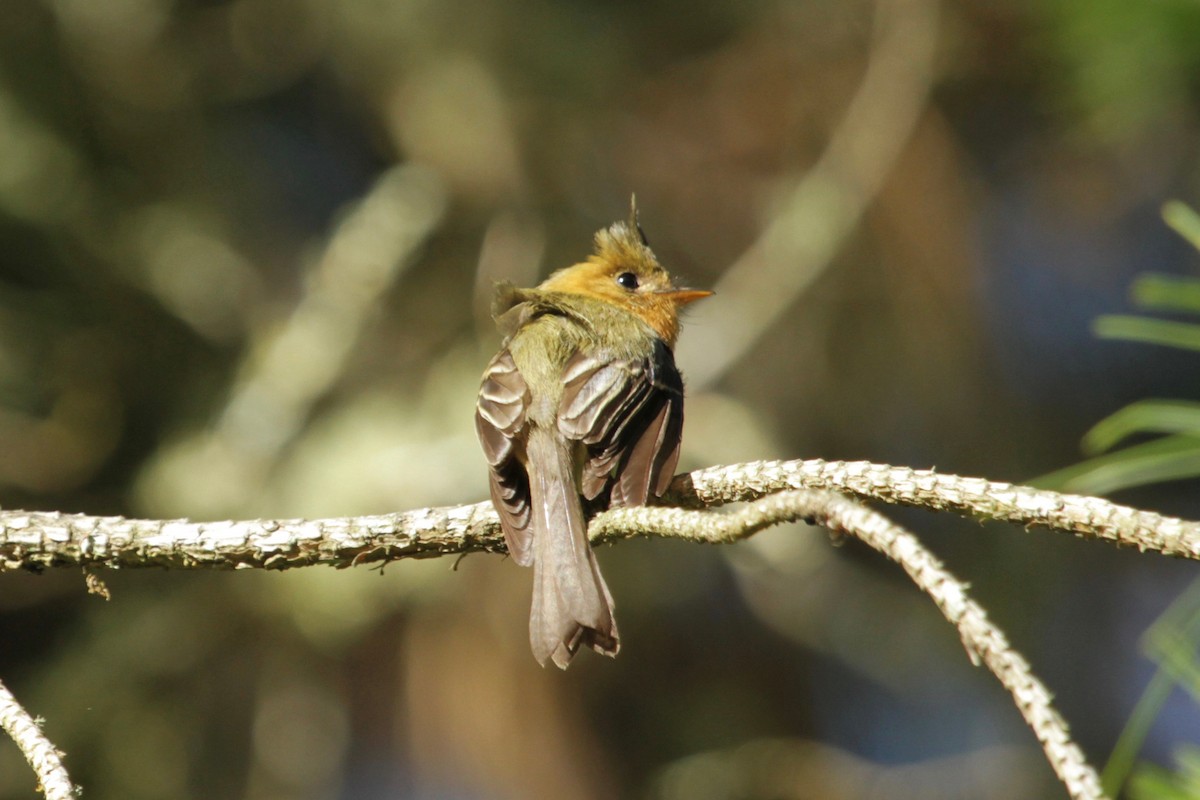 Tufted Flycatcher - ML148703421