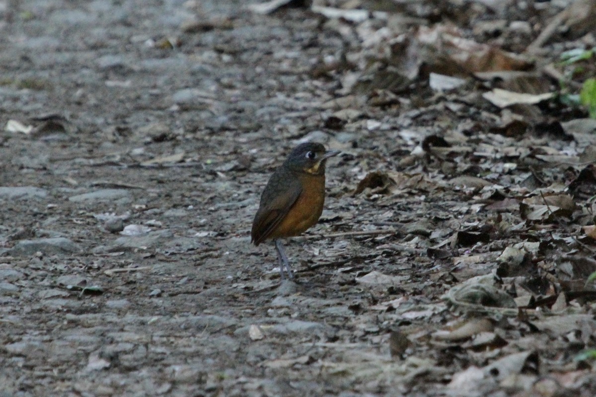 Scaled Antpitta - ML148703841