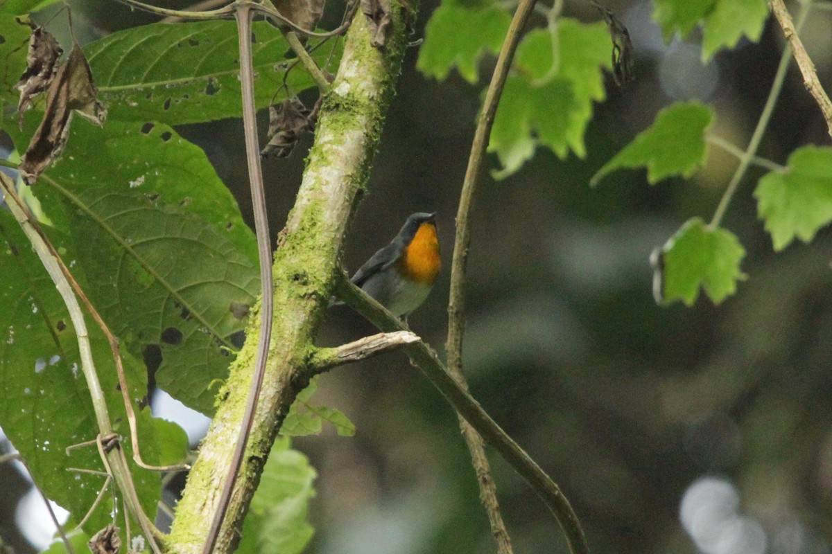 Flame-throated Warbler - ML148704631