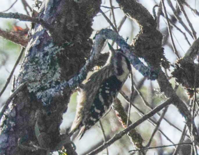 Gray-capped Pygmy Woodpecker - Susan Mac