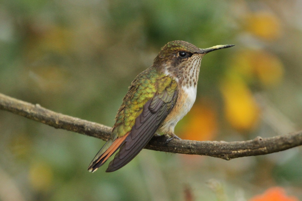 Volcano Hummingbird (Heliotrope-throated) - Maria Smith