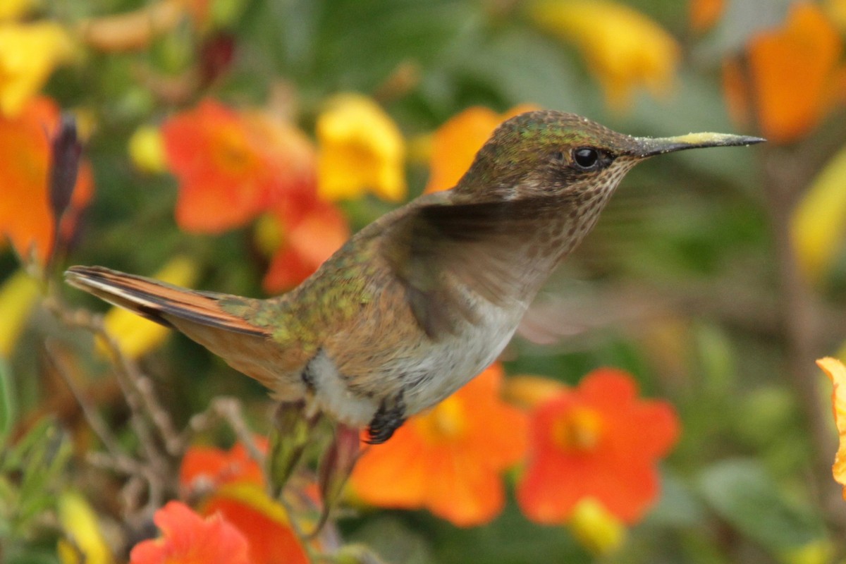 kalypta vulkánová (ssp. torridus) - ML148705131